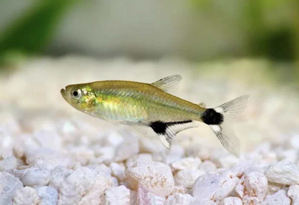 Panda Tetra, Dawn Tetra